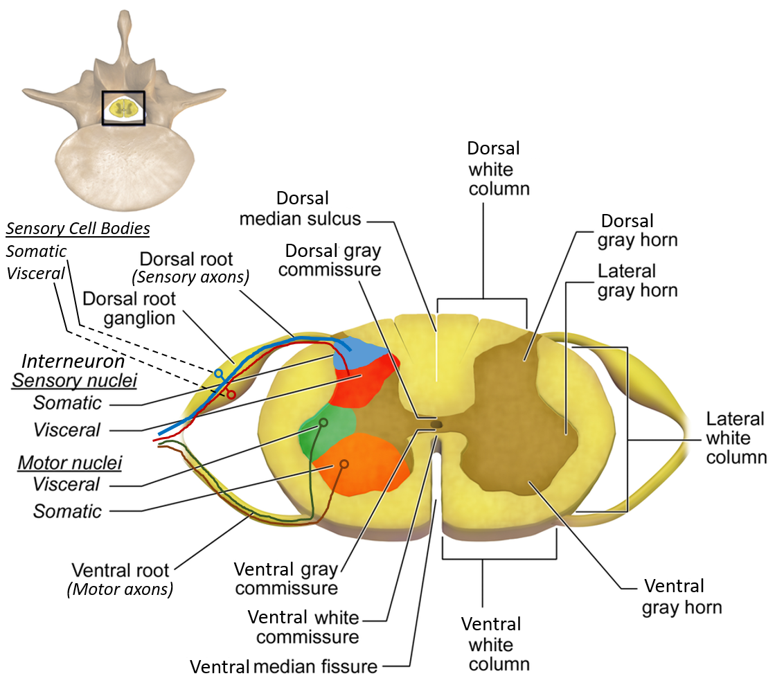 Illustration of Spinal Cord Anatomy Case Scenarios with Clinical Correlation and Management symptoms