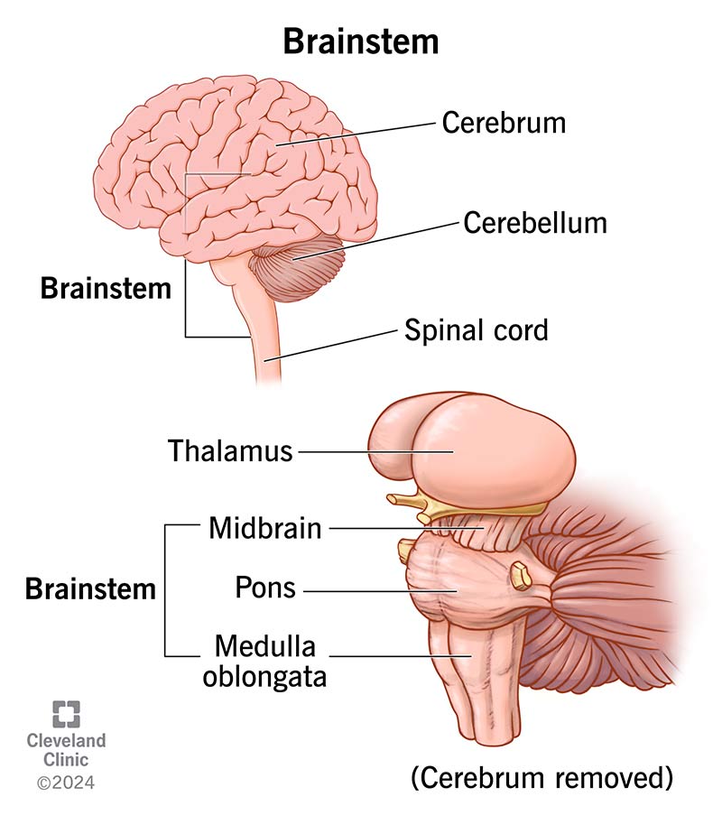 Illustration of Brainstem Anatomy Explained: Structure, Nuclei, Tracts and Clinical Correlations symptoms