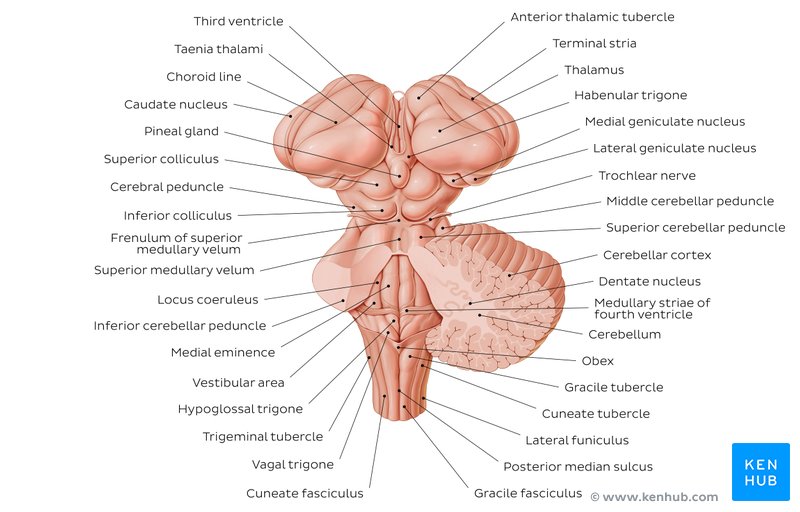 Illustration of Brainstem Syndromes Explained With 30 High-Yield Case Scenarios and Management symptoms