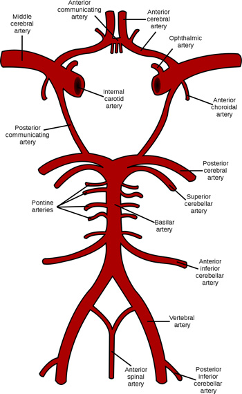 Illustration of Blood Supply of the Brain Anatomy Arteries Circle of Willis and Clinical Correlation symptoms