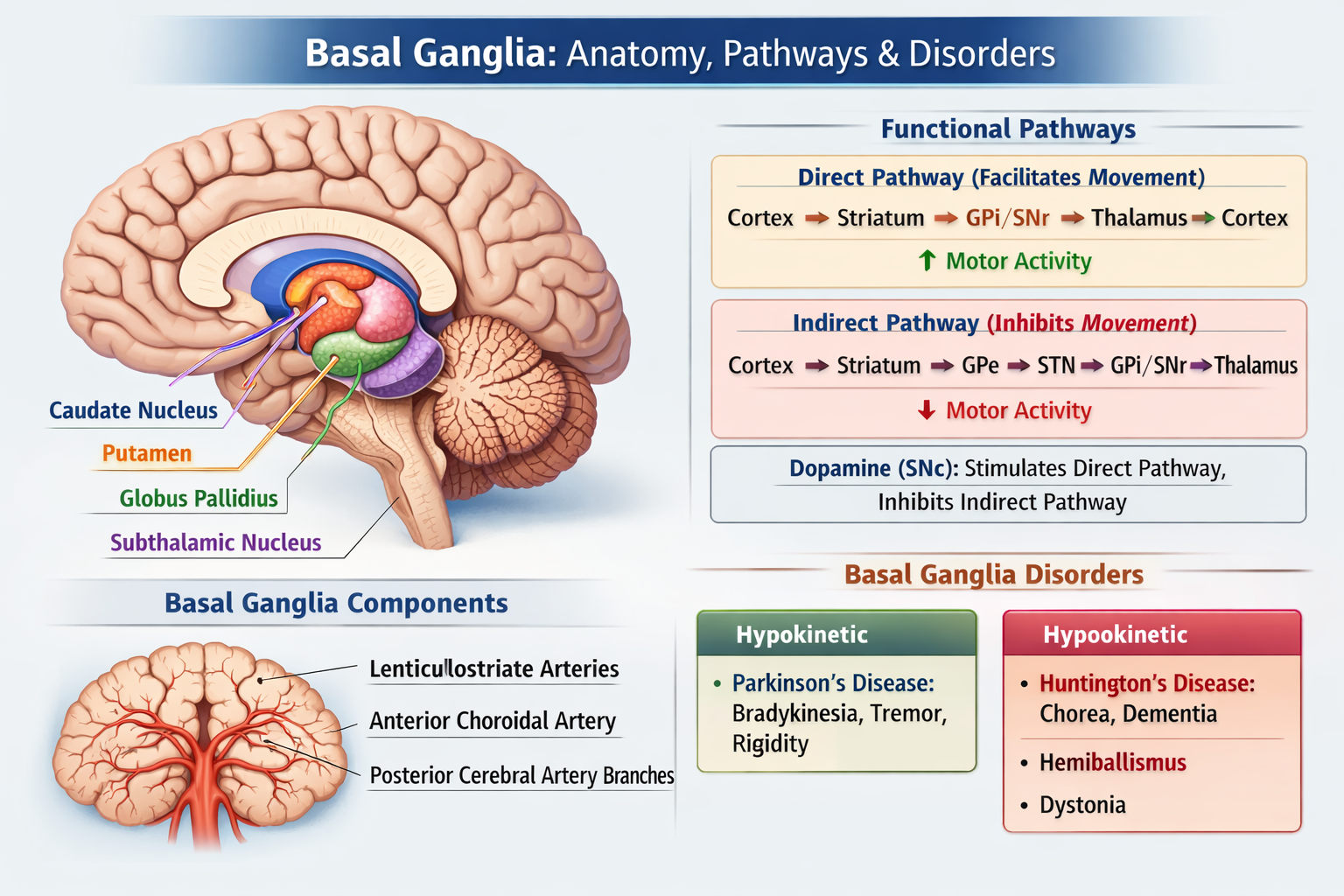 Illustration of Basal Ganglia Anatomy Functions Pathways and Clinical Disorders Explained symptoms