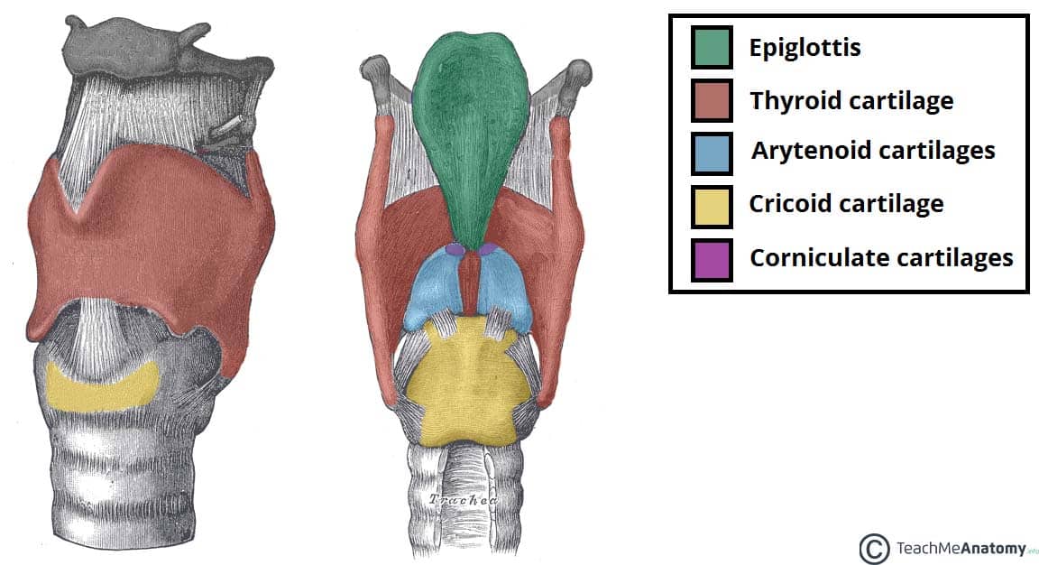 Illustration of Larynx Anatomy Functions Nerve Supply Muscles Cartilages Clinical Importance symptoms