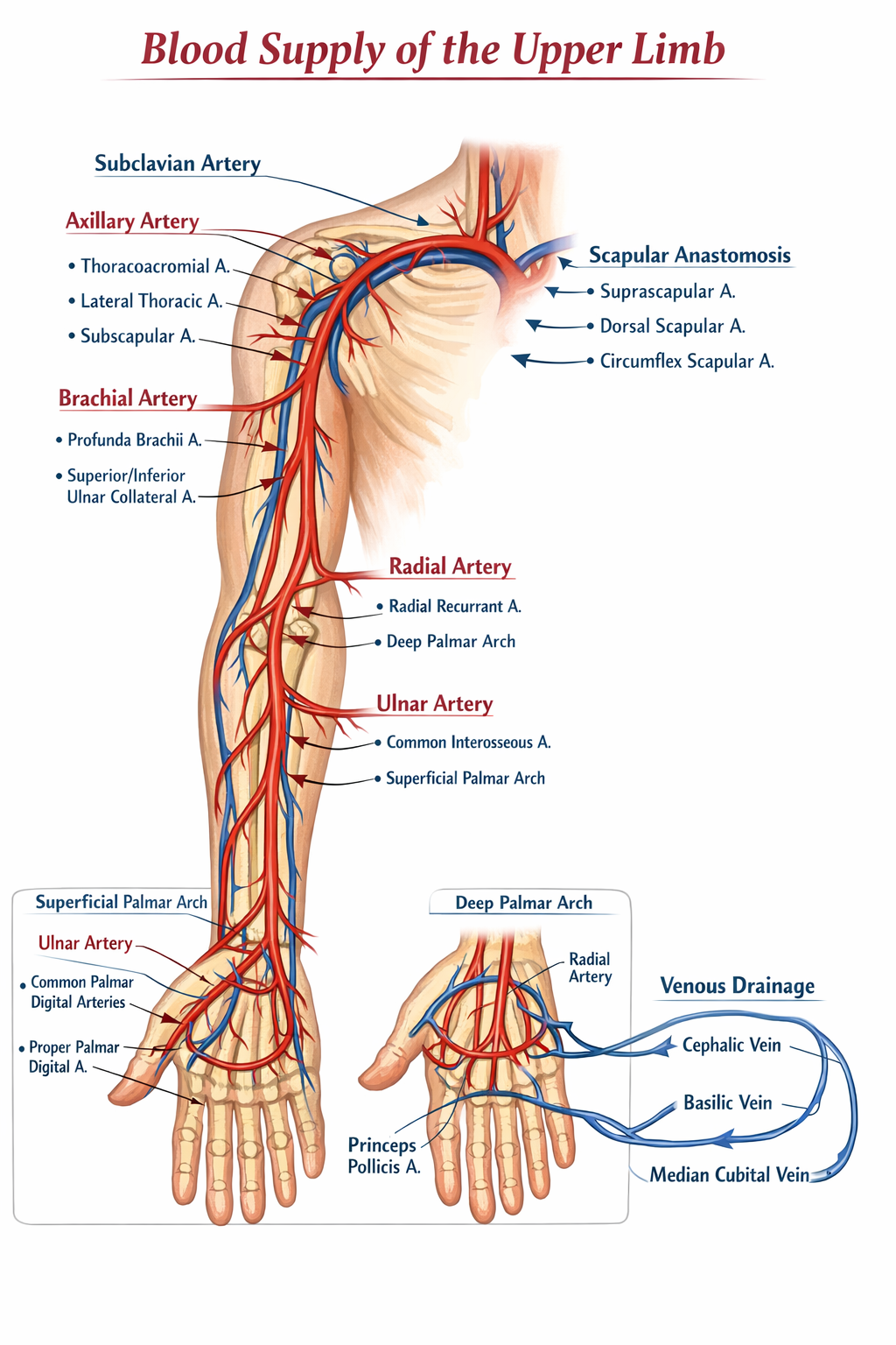 Illustration of Blood Supply of Upper Limb Anatomy Explained With Clinical Importance symptoms