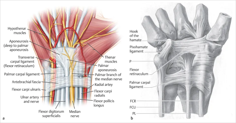 Illustration of Flexor Retinaculum Anatomy Structure Attachments Functions and Clinical Importance symptoms