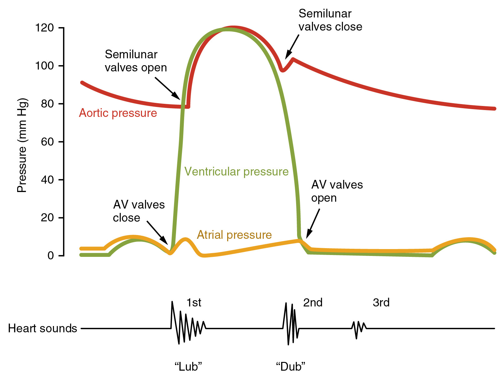 Illustration of Second Heart Sound S2 Complete Clinical Explanation Physiology Splitting and Auscultation symptoms