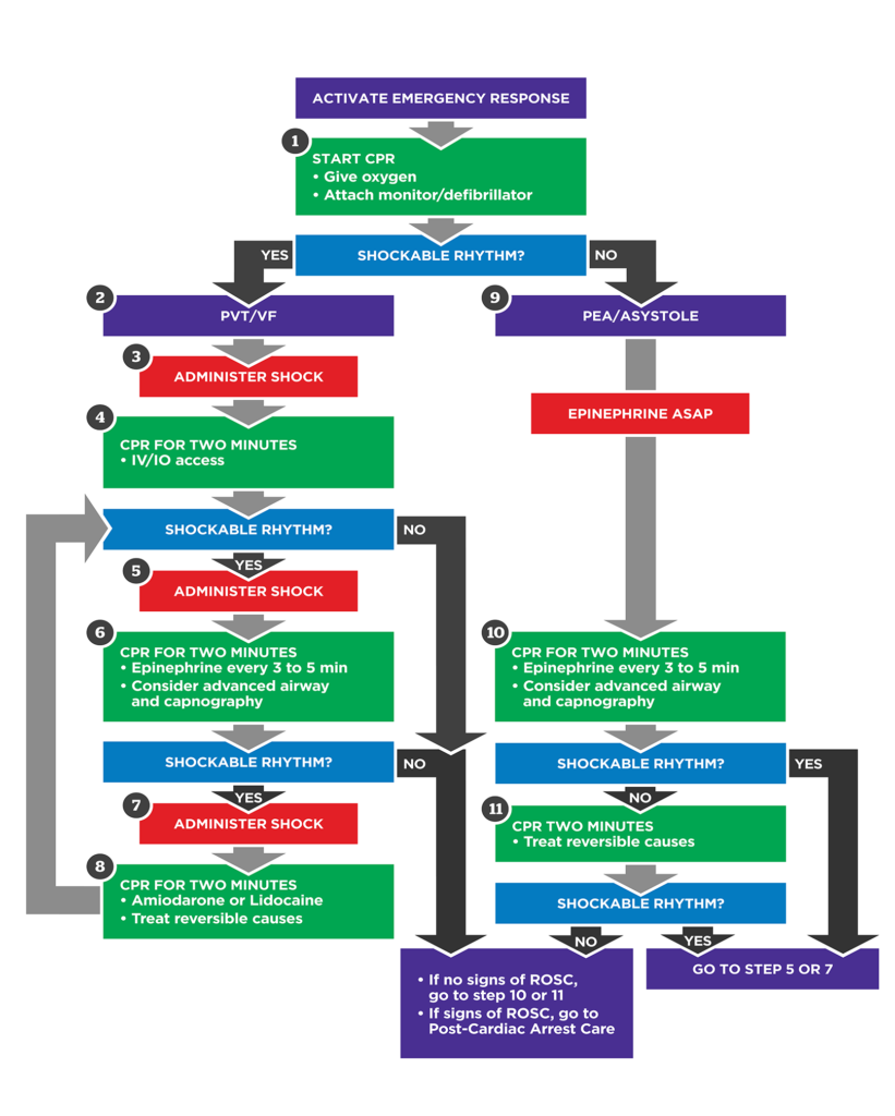 Illustration of Advanced Cardiac Life Support ACLS Algorithms Drugs and Clinical Management Guide symptoms